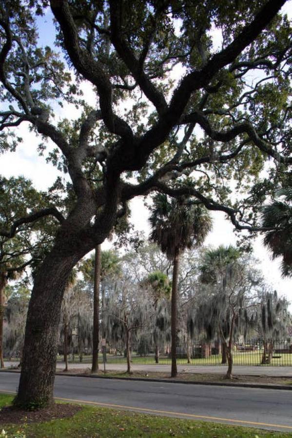 Restored Historic Home 5 Bedroom 4 And A Half Bath Savannah Exterior photo